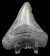 Serrated, Megalodon Tooth - Georgia #43038-2